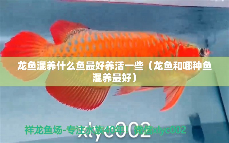 龍魚混養(yǎng)什么魚最好養(yǎng)活一些（龍魚和哪種魚混養(yǎng)最好）