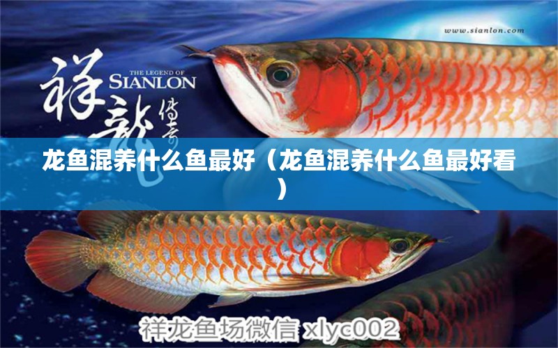 龍魚(yú)混養(yǎng)什么魚(yú)最好（龍魚(yú)混養(yǎng)什么魚(yú)最好看） 廣州龍魚(yú)批發(fā)市場(chǎng)