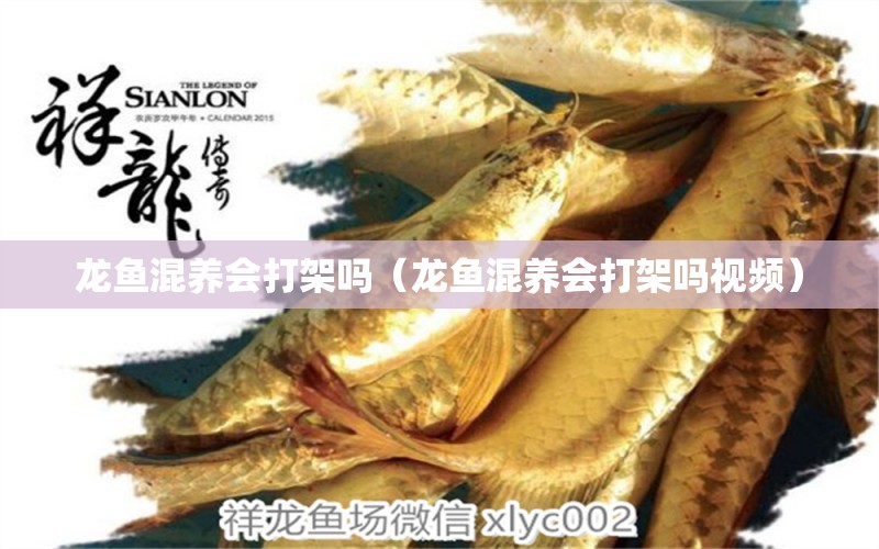 龍魚混養(yǎng)會(huì)打架嗎（龍魚混養(yǎng)會(huì)打架嗎視頻）