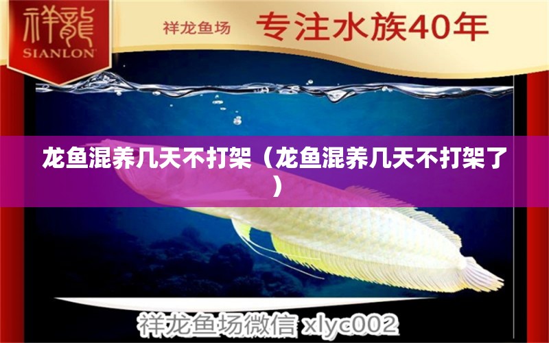 龍魚混養(yǎng)幾天不打架（龍魚混養(yǎng)幾天不打架了） 廣州龍魚批發(fā)市場