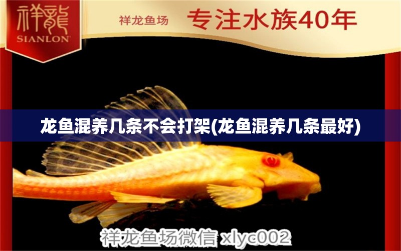 龍魚混養(yǎng)幾條不會打架(龍魚混養(yǎng)幾條最好)