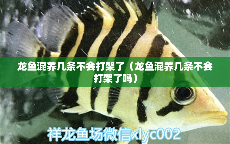 龍魚混養(yǎng)幾條不會(huì)打架了（龍魚混養(yǎng)幾條不會(huì)打架了嗎）