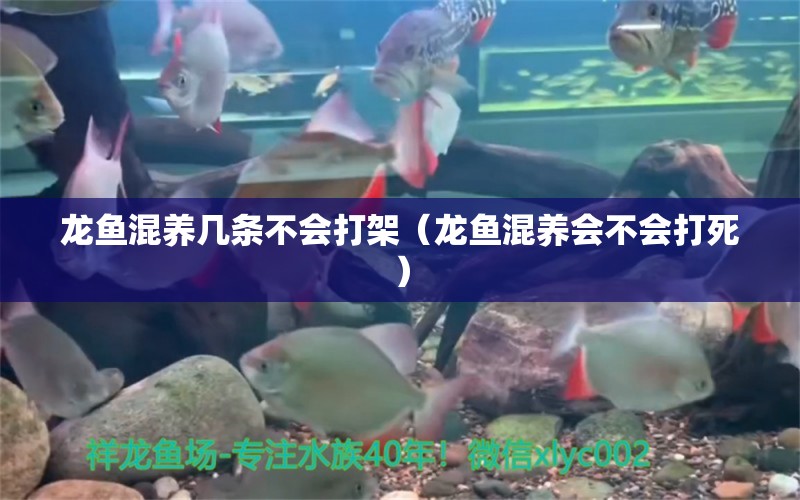 龍魚混養(yǎng)幾條不會打架（龍魚混養(yǎng)會不會打死）