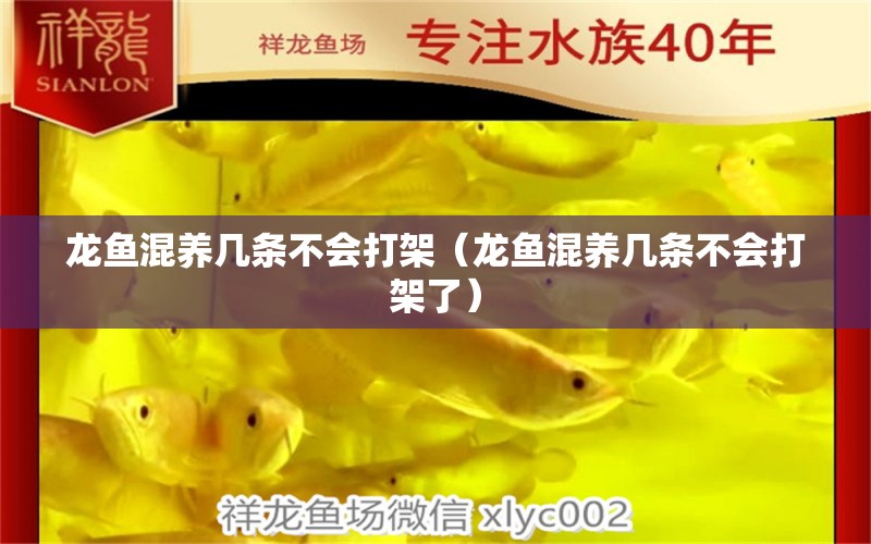 龍魚混養(yǎng)幾條不會打架（龍魚混養(yǎng)幾條不會打架了） 龍魚疾病與治療