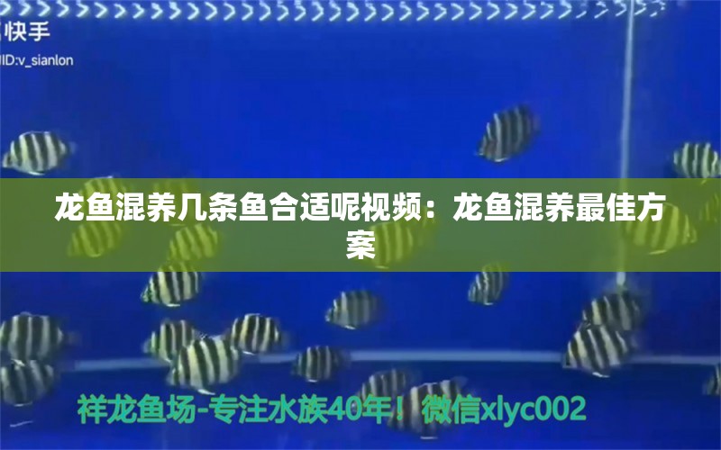 龍魚混養(yǎng)幾條魚合適呢視頻：龍魚混養(yǎng)最佳方案 龍魚百科