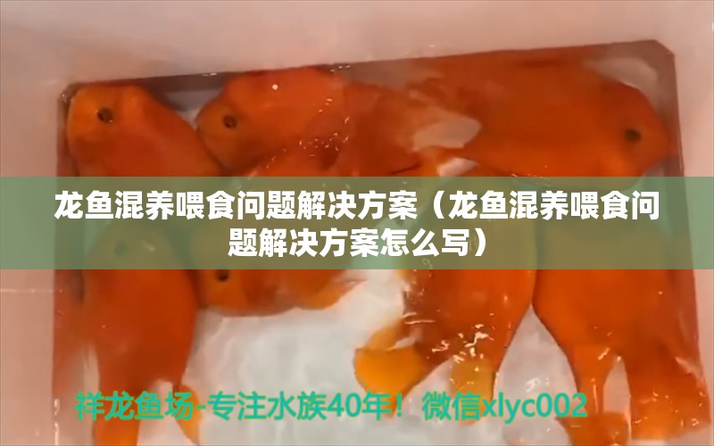 龍魚混養(yǎng)喂食問題解決方案（龍魚混養(yǎng)喂食問題解決方案怎么寫）