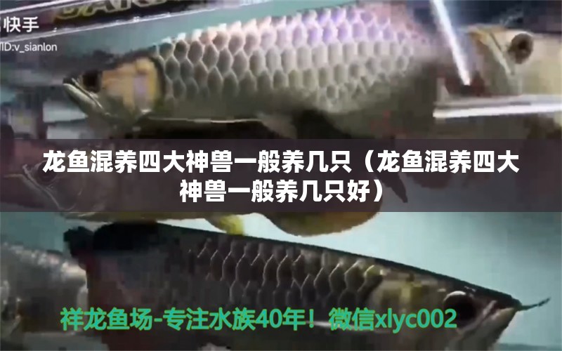 龍魚混養(yǎng)四大神獸一般養(yǎng)幾只（龍魚混養(yǎng)四大神獸一般養(yǎng)幾只好）