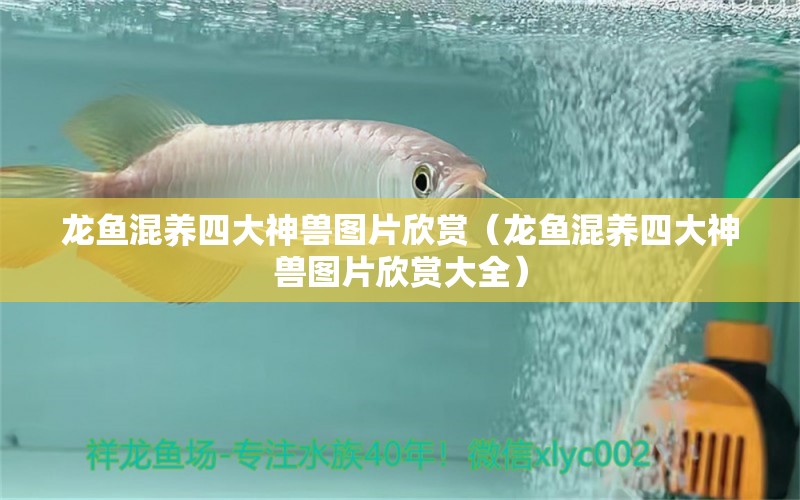 龍魚混養(yǎng)四大神獸圖片欣賞（龍魚混養(yǎng)四大神獸圖片欣賞大全）