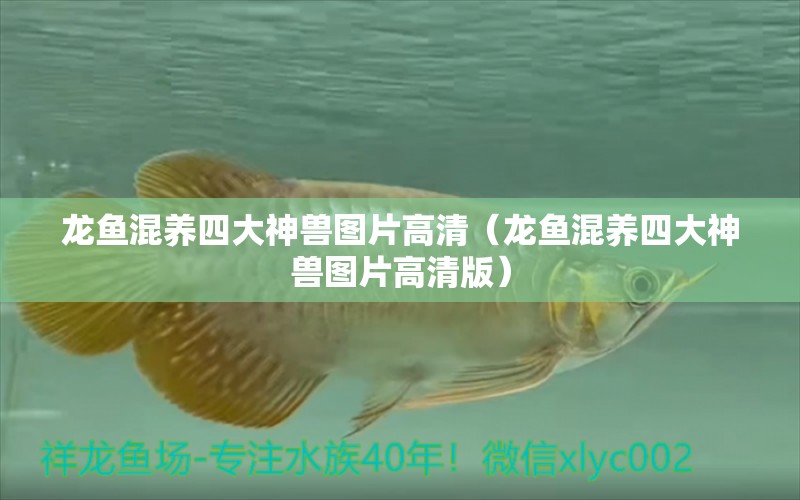 龍魚混養(yǎng)四大神獸圖片高清（龍魚混養(yǎng)四大神獸圖片高清版）