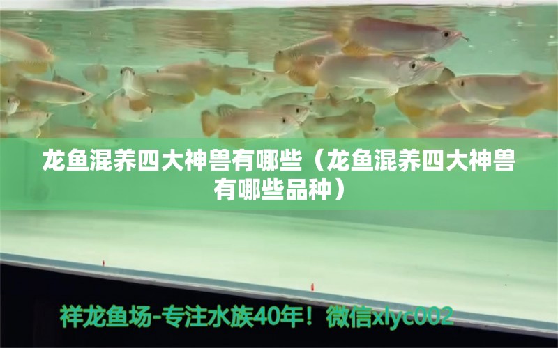 龍魚混養(yǎng)四大神獸有哪些（龍魚混養(yǎng)四大神獸有哪些品種） 廣州龍魚批發(fā)市場