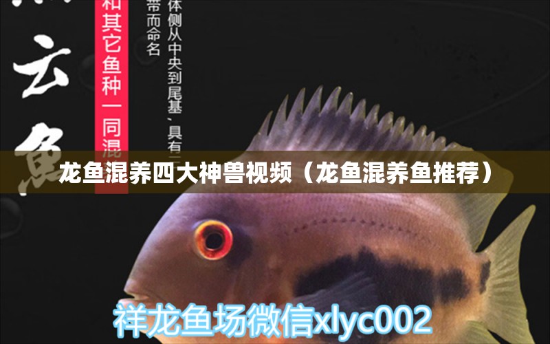 龍魚混養(yǎng)四大神獸視頻（龍魚混養(yǎng)魚推薦）