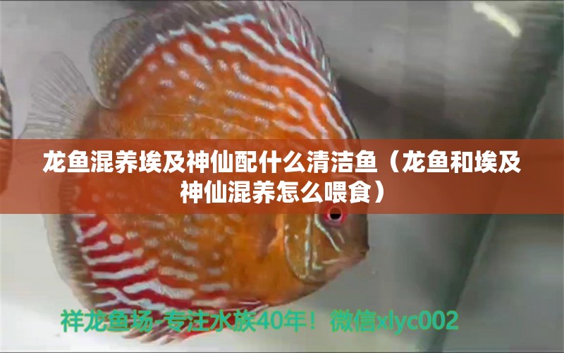 龍魚混養(yǎng)埃及神仙配什么清潔魚（龍魚和埃及神仙混養(yǎng)怎么喂食）