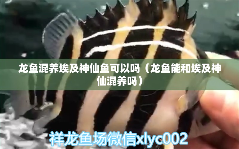 龍魚混養(yǎng)埃及神仙魚可以嗎（龍魚能和埃及神仙混養(yǎng)嗎）