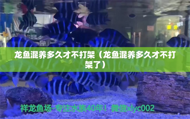 龍魚(yú)混養(yǎng)多久才不打架（龍魚(yú)混養(yǎng)多久才不打架了） 廣州龍魚(yú)批發(fā)市場(chǎng)