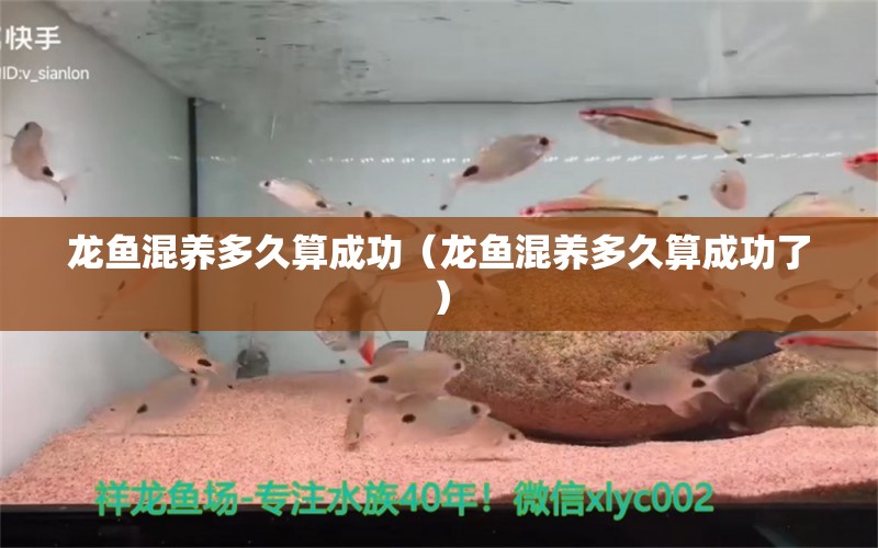 龍魚混養(yǎng)多久算成功（龍魚混養(yǎng)多久算成功了）