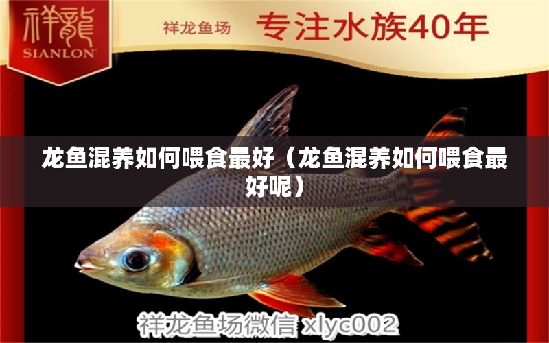 龍魚混養(yǎng)如何喂食最好（龍魚混養(yǎng)如何喂食最好呢）