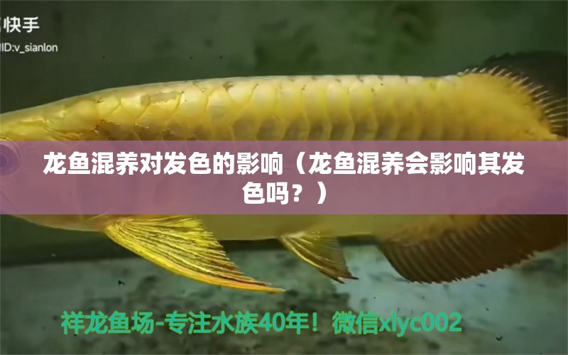 龍魚混養(yǎng)對發(fā)色的影響（龍魚混養(yǎng)會影響其發(fā)色嗎？） 龍魚百科 第1張