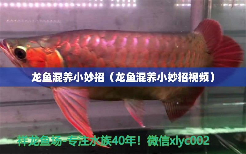 龍魚混養(yǎng)小妙招（龍魚混養(yǎng)小妙招視頻） 廣州龍魚批發(fā)市場