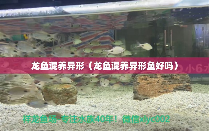 龍魚混養(yǎng)異形（龍魚混養(yǎng)異形魚好嗎） 廣州龍魚批發(fā)市場(chǎng)