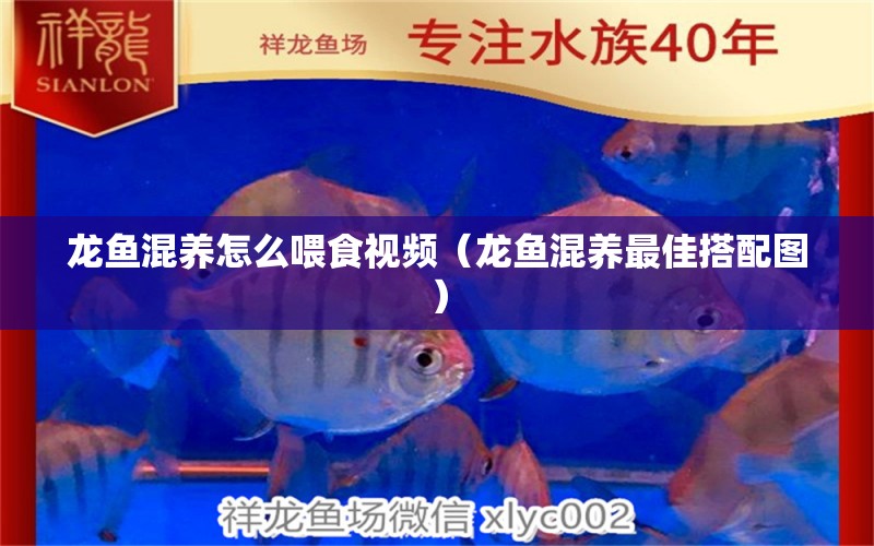 龍魚混養(yǎng)怎么喂食視頻（龍魚混養(yǎng)最佳搭配圖）