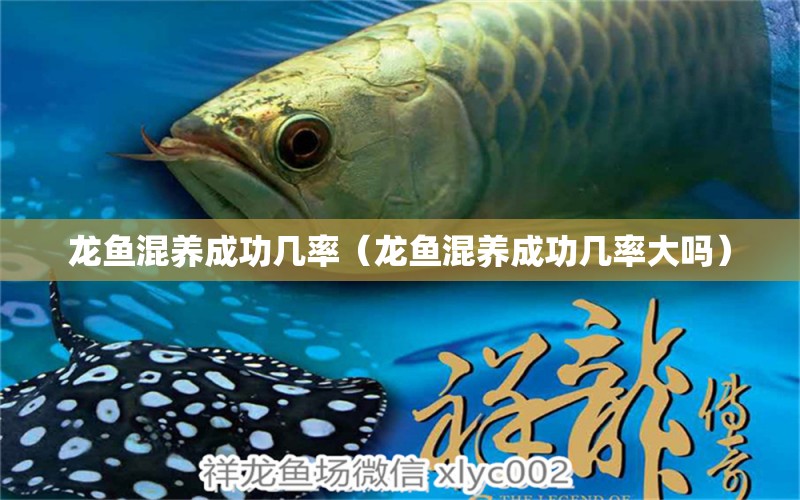 龍魚混養(yǎng)成功幾率（龍魚混養(yǎng)成功幾率大嗎） 龍魚疾病與治療