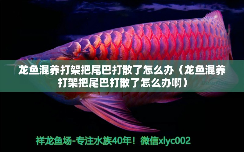 龍魚混養(yǎng)打架把尾巴打散了怎么辦（龍魚混養(yǎng)打架把尾巴打散了怎么辦?。? title=