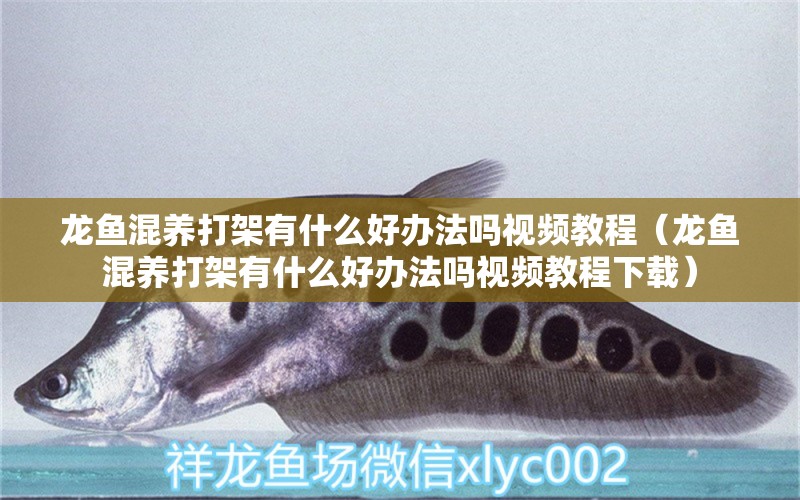 龍魚混養(yǎng)打架有什么好辦法嗎視頻教程（龍魚混養(yǎng)打架有什么好辦法嗎視頻教程下載） 龍魚疾病與治療