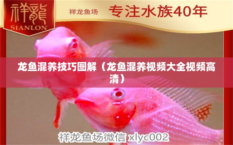 龍魚(yú)混養(yǎng)技巧圖解（龍魚(yú)混養(yǎng)視頻大全視頻高清）