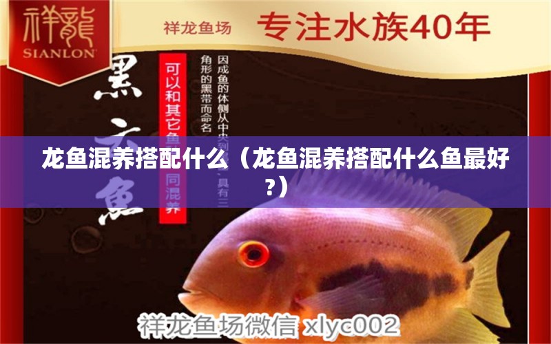 龍魚混養(yǎng)搭配什么（龍魚混養(yǎng)搭配什么魚最好?） 龍魚疾病與治療