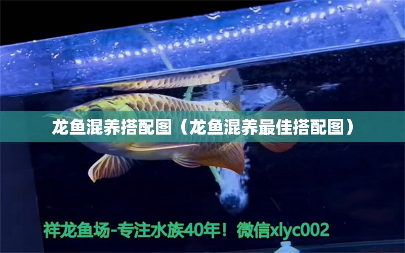 龍魚混養(yǎng)搭配圖（龍魚混養(yǎng)最佳搭配圖）