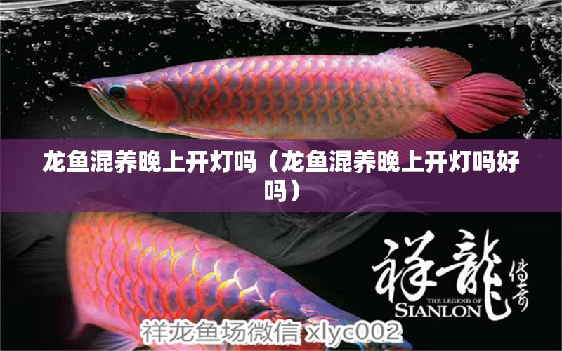 龍魚混養(yǎng)晚上開燈嗎（龍魚混養(yǎng)晚上開燈嗎好嗎）