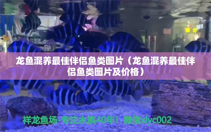 龍魚混養(yǎng)最佳伴侶魚類圖片（龍魚混養(yǎng)最佳伴侶魚類圖片及價格）