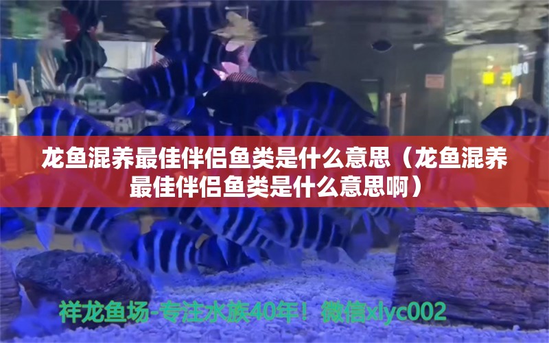 龍魚混養(yǎng)最佳伴侶魚類是什么意思（龍魚混養(yǎng)最佳伴侶魚類是什么意思啊）