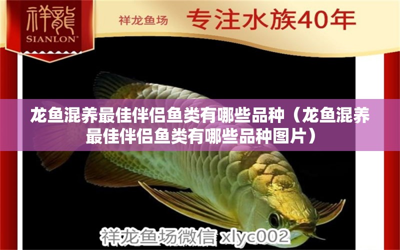 龍魚混養(yǎng)最佳伴侶魚類有哪些品種（龍魚混養(yǎng)最佳伴侶魚類有哪些品種圖片）