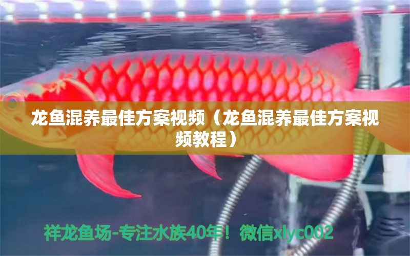 龍魚混養(yǎng)最佳方案視頻（龍魚混養(yǎng)最佳方案視頻教程）