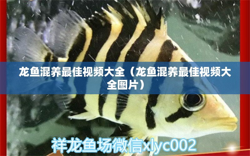 龍魚(yú)混養(yǎng)最佳視頻大全（龍魚(yú)混養(yǎng)最佳視頻大全圖片）