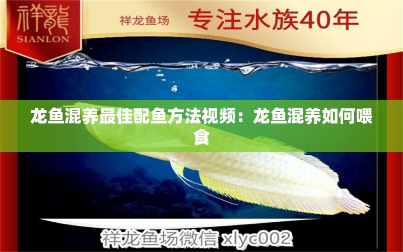 龍魚混養(yǎng)最佳配魚方法視頻：龍魚混養(yǎng)如何喂食