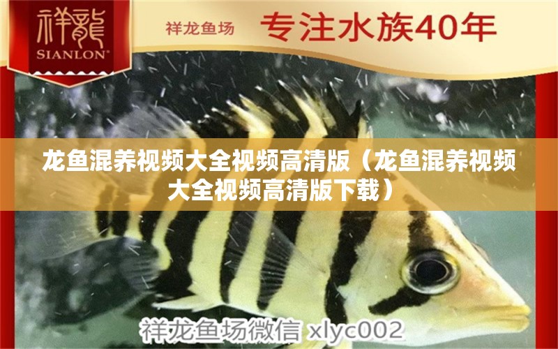 龍魚混養(yǎng)視頻大全視頻高清版（龍魚混養(yǎng)視頻大全視頻高清版下載）