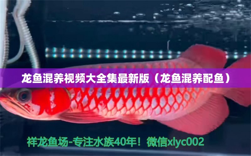 龍魚混養(yǎng)視頻大全集最新版（龍魚混養(yǎng)配魚）