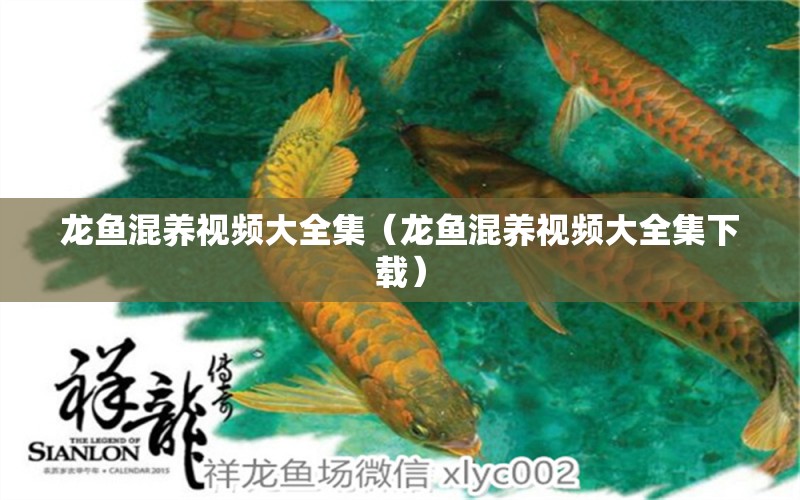 龍魚混養(yǎng)視頻大全集（龍魚混養(yǎng)視頻大全集下載） 廣州龍魚批發(fā)市場