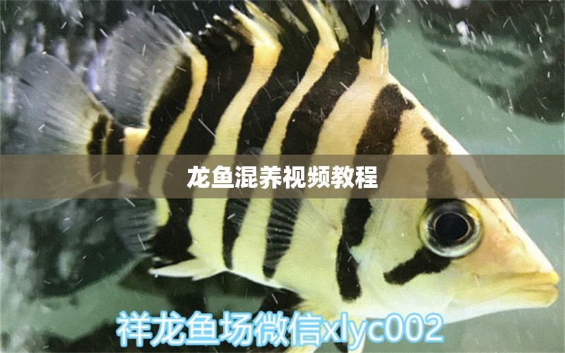 龍魚混養(yǎng)視頻教程 廣州龍魚批發(fā)市場