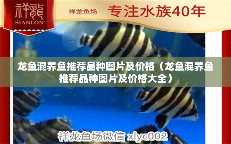 龍魚(yú)混養(yǎng)魚(yú)推薦品種圖片及價(jià)格（龍魚(yú)混養(yǎng)魚(yú)推薦品種圖片及價(jià)格大全）