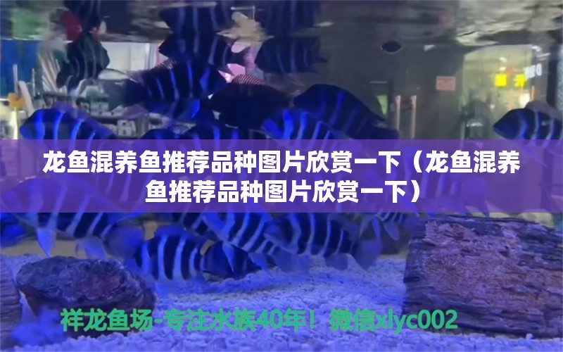 龍魚混養(yǎng)魚推薦品種圖片欣賞一下（龍魚混養(yǎng)魚推薦品種圖片欣賞一下）