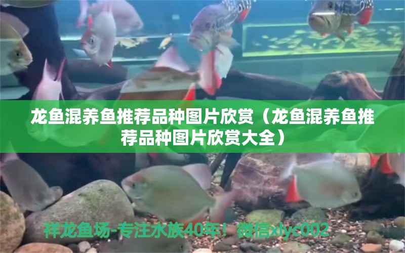 龍魚(yú)混養(yǎng)魚(yú)推薦品種圖片欣賞（龍魚(yú)混養(yǎng)魚(yú)推薦品種圖片欣賞大全） 廣州龍魚(yú)批發(fā)市場(chǎng)