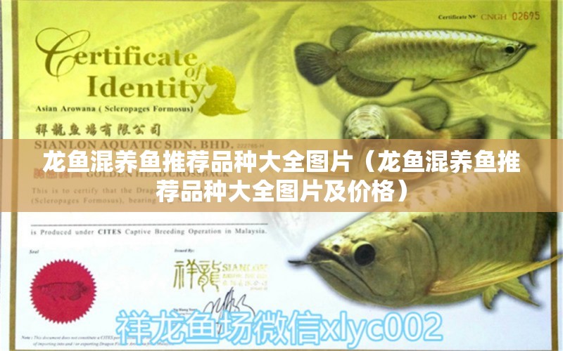 龍魚混養(yǎng)魚推薦品種大全圖片（龍魚混養(yǎng)魚推薦品種大全圖片及價格） 廣州龍魚批發(fā)市場