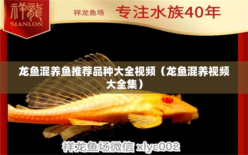 龍魚混養(yǎng)魚推薦品種大全視頻（龍魚混養(yǎng)視頻大全集）