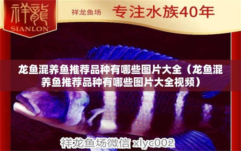 龍魚混養(yǎng)魚推薦品種有哪些圖片大全（龍魚混養(yǎng)魚推薦品種有哪些圖片大全視頻） 廣州龍魚批發(fā)市場(chǎng)