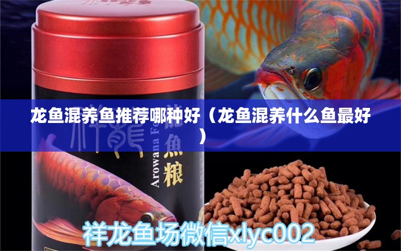 龍魚(yú)混養(yǎng)魚(yú)推薦哪種好（龍魚(yú)混養(yǎng)什么魚(yú)最好）