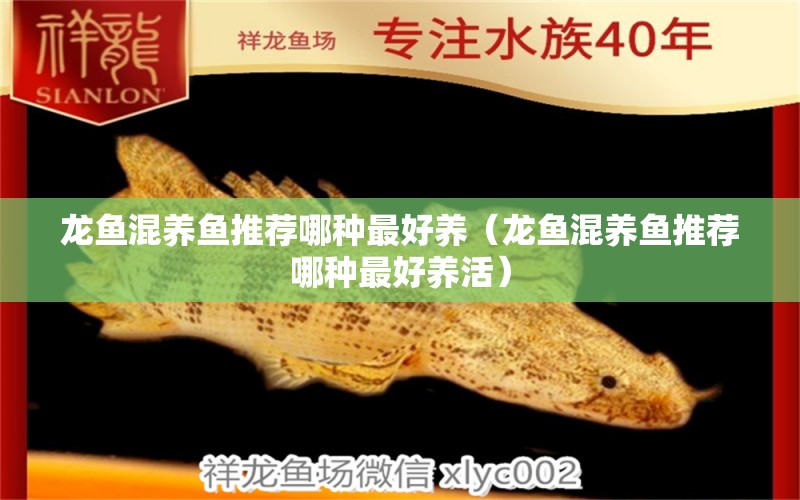 龍魚混養(yǎng)魚推薦哪種最好養(yǎng)（龍魚混養(yǎng)魚推薦哪種最好養(yǎng)活） 廣州龍魚批發(fā)市場