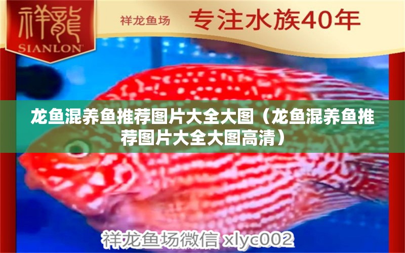 龍魚混養(yǎng)魚推薦圖片大全大圖（龍魚混養(yǎng)魚推薦圖片大全大圖高清） 廣州龍魚批發(fā)市場(chǎng)